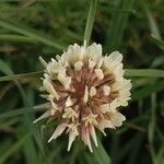 Trifolium occidentale Blomma