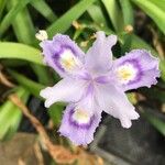 Iris japonica Fuelha