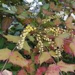 Berberis japonica Leaf