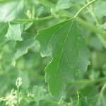 Chenopodium suecicum