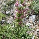 Morina persica Flower