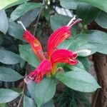 Aeschynanthus speciosus फूल