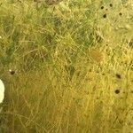 Utricularia australis Liść