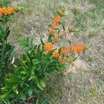 Asclepias tuberosa Žiedas