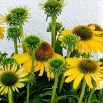 Echinacea angustifolia Характер