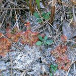 Drosera brevifolia Агульны выгляд