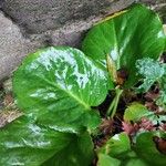 Bergenia stracheyi Deilen