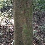 UnidentifiedBark