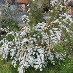 Spiraea cantoniensis Habitus