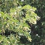 Tilia cordataFolha