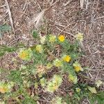 Calendula tripterocarpa Flor