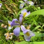 Iris virginica Flower