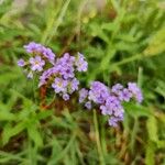 Heliotropium amplexicaule Flower