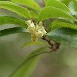Eurya japonica Flor