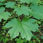 Oplopanax horridus Hoja