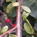 Cotoneaster dammeri Rinde