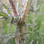Cirsium palustre 樹皮