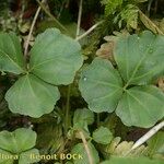 Cardamine trifolia Övriga