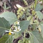 Solanum douglasii Bloem
