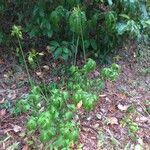 Tacca leontopetaloides Характер