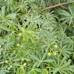 Manihot grahamii Leaf