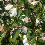 Camellia rosthorniana Flower