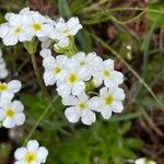 Androsace obtusifolia Flower