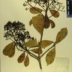 Photinia integrifolia Other