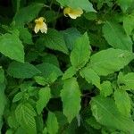 Impatiens pallida Frunză