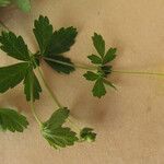 Potentilla erecta Other