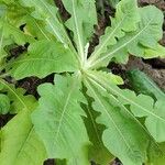 Sonchus radicatus Leaf