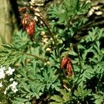 Dicentra eximia Habitus