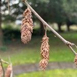 Betula utilis Fruto