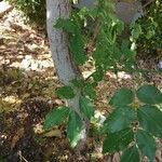 Cassia fistula Bark