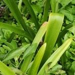 Nerine bowdenii Leaf