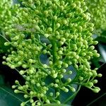 Skimmia japonica Altro