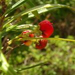 Malpighia linearis Flor