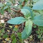 Buddleja globosa पत्ता