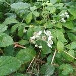 Rubus winteri Bloem