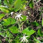 Jasminum adenophyllum