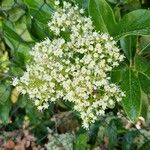 Viburnum nudum花