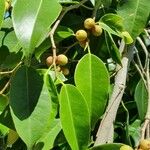 Ficus benjamina ഇല