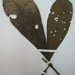 Tetrameranthus guianensis Други