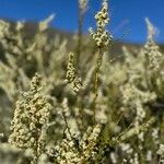 Adenostoma fasciculatum Flor