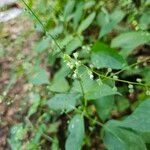 Circaea canadensis Blüte