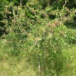 Sideroxylon lanuginosum Habit