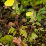 Calceolaria tripartita 整株植物