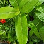 Asclepias purpurascens Leaf