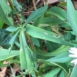 Symphyotrichum × salignum Liść