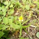 Geum urbanum Flower